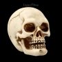 FS21151 Menschlicher Totenkopf mit Unterkiefer klein - 360° Ansicht