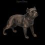 FS23626 Hunde Figur Pit Bull Terrier - 360° Ansicht