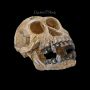 FS24175 Aquarium Figur Totenkopf Schimpanse - 360° Ansicht