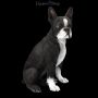FS24297 Boston Terrier Figur sitzend - 360° presentation