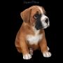 FS24305 Boxer Hund Welpen Figur - 360° Ansicht