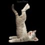 FS26070 Katzen Figur beim Yoga Schulterstand - 360° Ansicht