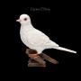 Garden Figurine - White Dove - Diamond Dove - 360° View