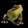 Froschfigur grün sitzend - 360° Ansicht
