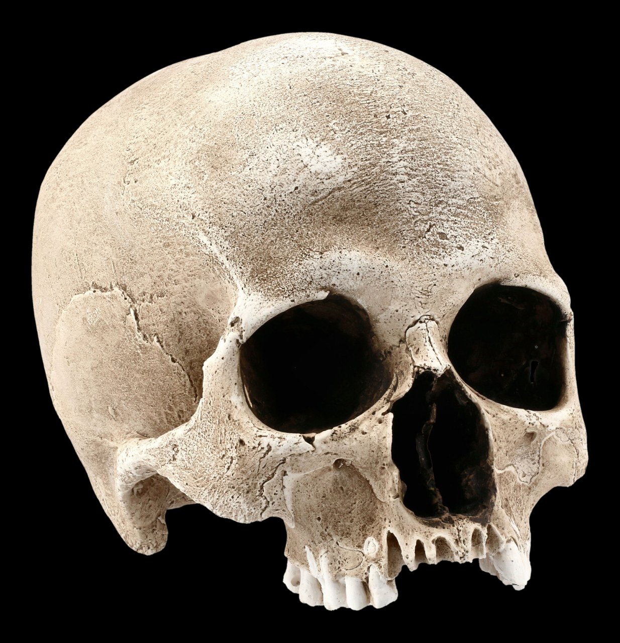 Human Female Skull Replica - Sagus