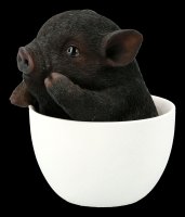 Black Pig in Cup