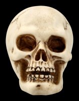 Human Skull with Lower Jaw - small