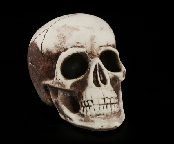 Skull human - small