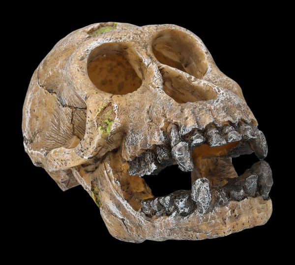 Aquarium Figurine - Skull Chimpanzee