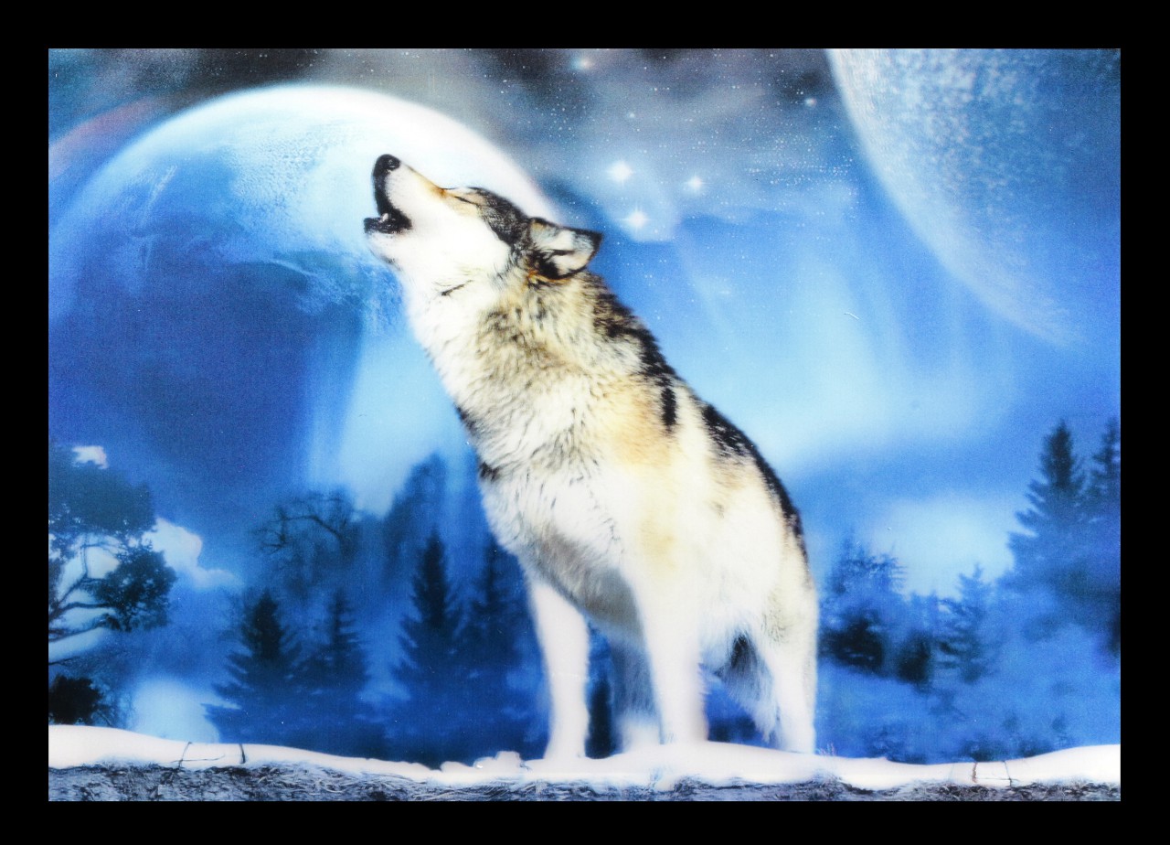 3D-Picture with Wolf - Winter Howls