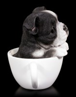 Dog in Cup - Boston Terrier Puppy