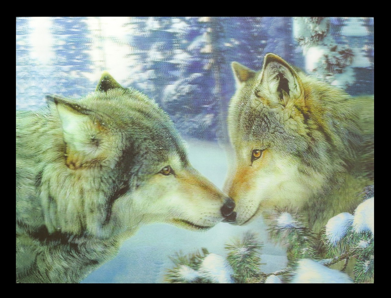 3D-Picture with Wolves - Muzzle Nuzzle
