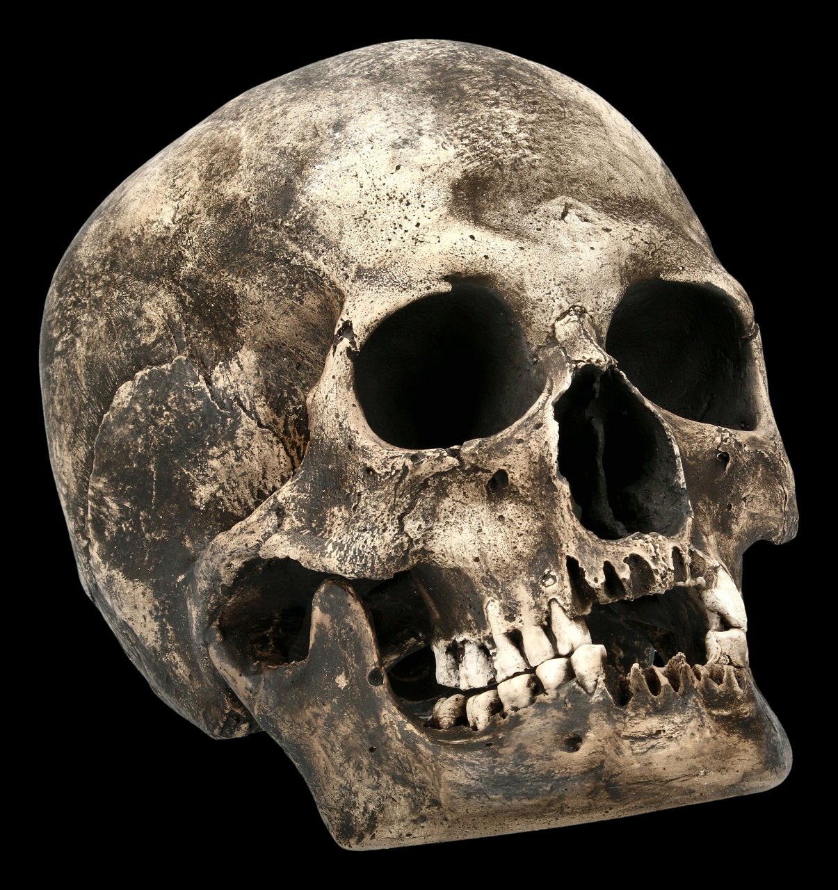 Famale Skull Replica - Sagus with Mandible - Dark