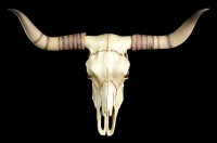 Longhorn Cattle Skull