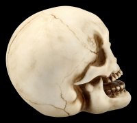 Menschlicher Totenkopf mit Unterkiefer - mittel