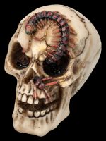 Skull Set of 3 - Spider Scorpion Centipede