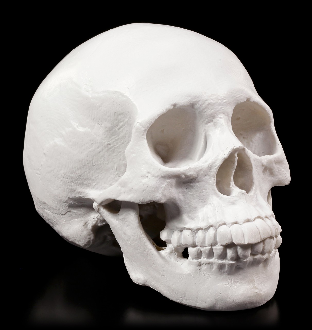 White Skull - Yorick