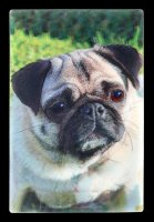 3D Postcard with Dog - Pug Puppy