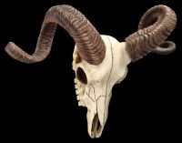Wall Plaque Skull - Corsican Ram Skull
