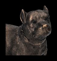 Dog Figurine - Pit Bull Terrier