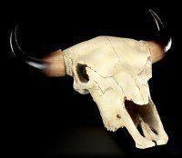 Cattle Skull Western