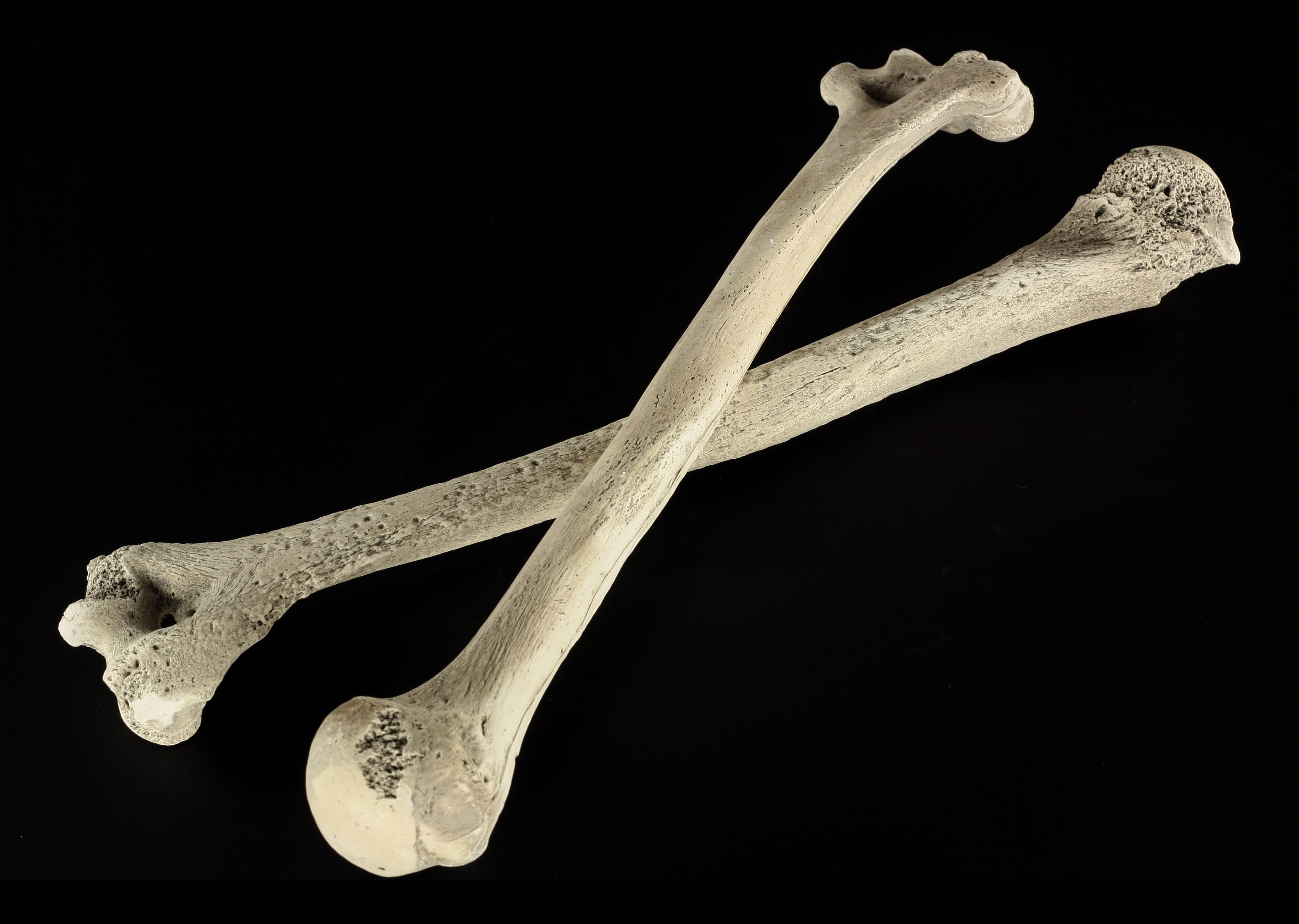 Haza Original Dekoration Skelett Oberarm Knochen 29 x 4,5 4 cm 