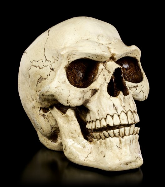 Large Outdoor Skull