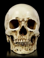 Skull Head with Jaw