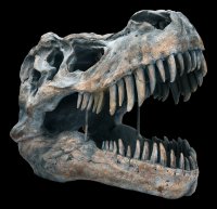 Tyrannosaurus Rex Skull - large