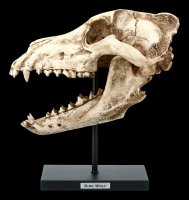 Dire Wolf Skull on Metal Stand