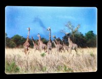 3D Postkarte - Giraffen