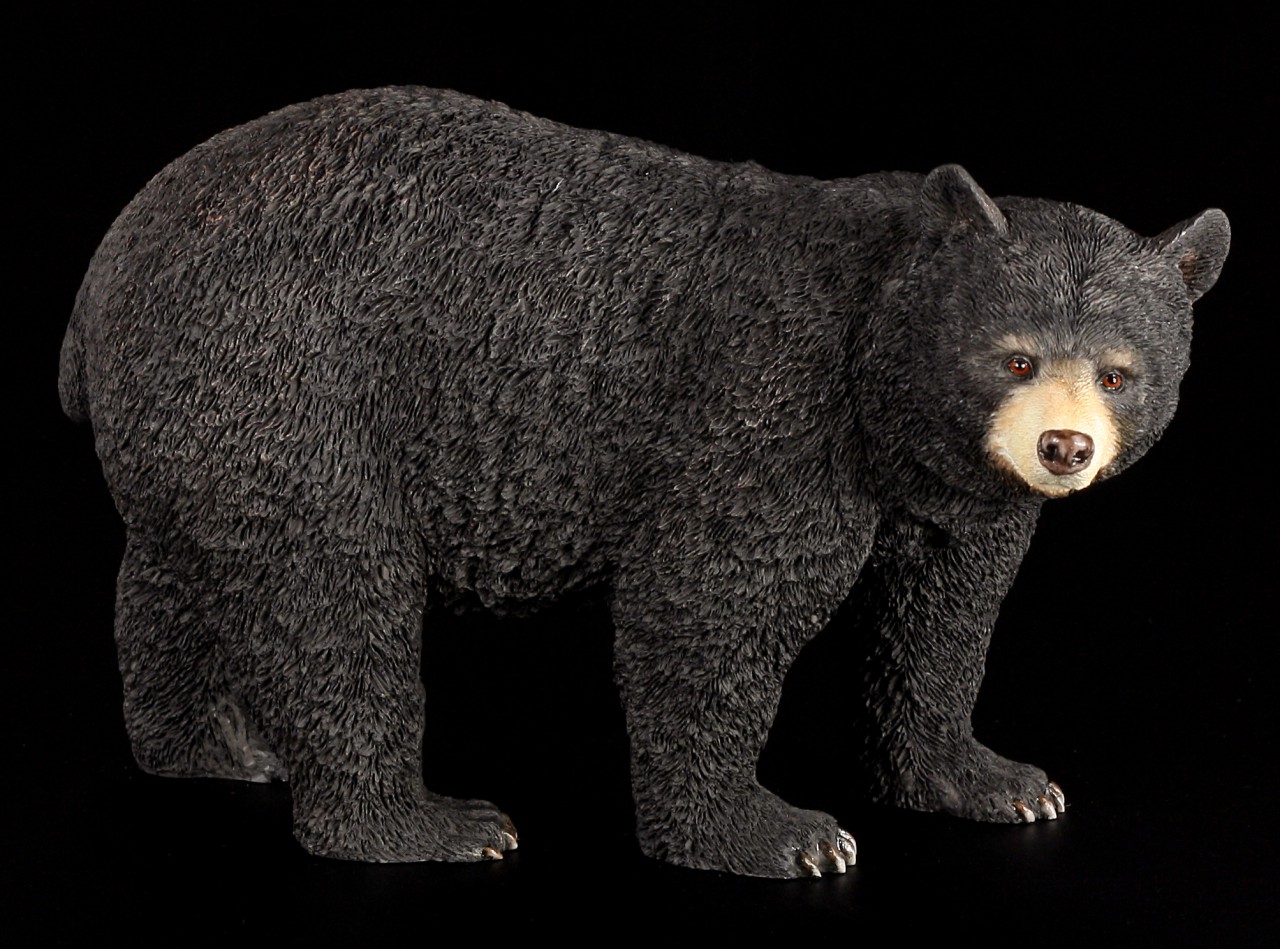 American Black Bear - Figure