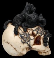 Skull with Kittens - Cranial Litter