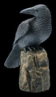 Black Raven sitting on Rock