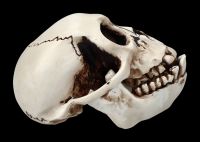 Monkey Skull with moveable Jaw