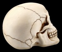 Human Skull with Lower Jaw - large