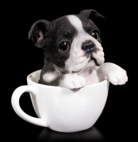 Dog in Cup - Boston Terrier Puppy