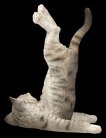 Katzen Figur beim Yoga - Schulterstand