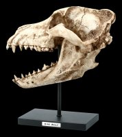 Dire Wolf Skull on Metal Stand