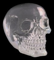 Skull - translucent