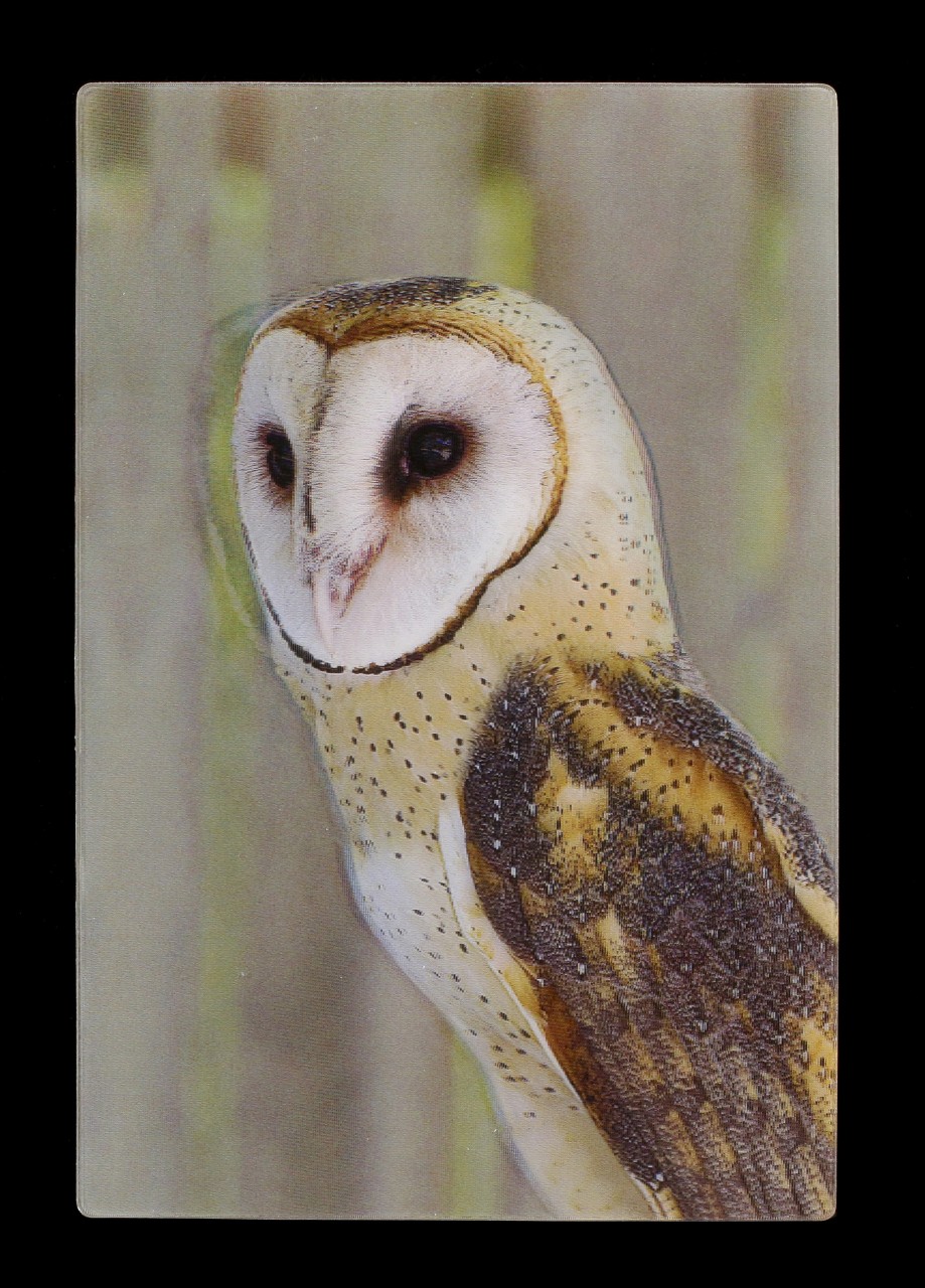 3D Postcard - Barn Owl