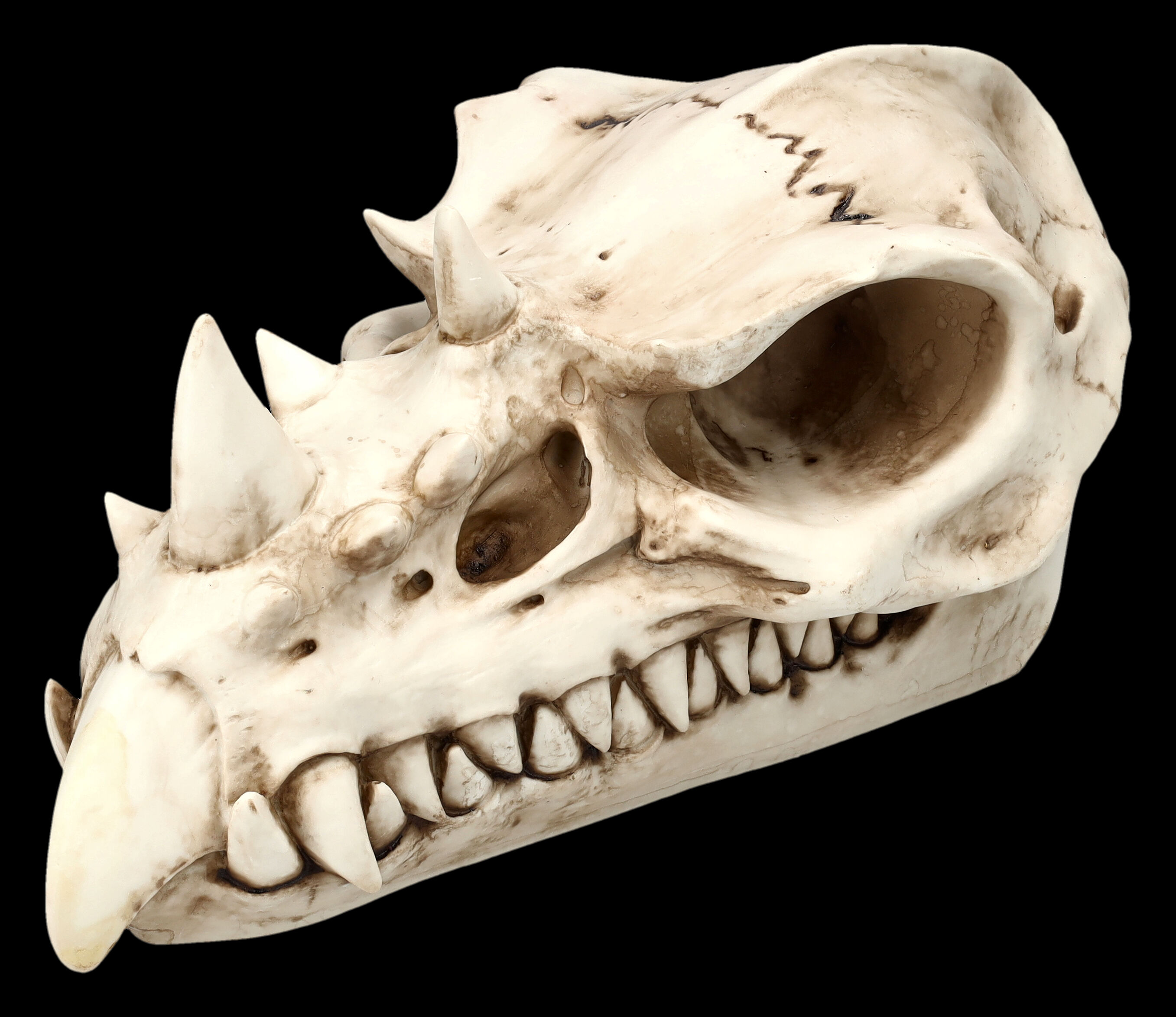 Skull - Bony Dragon Skull 