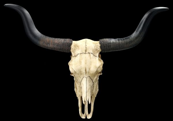 Wall Plaque Skull - Longhorn Cattle Skull