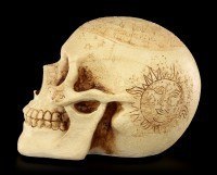 Skull - Crane Astrology