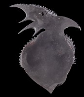 Drachen Wandrelief - Dragon Heart