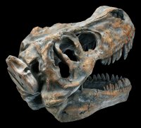 Tyrannosaurus Rex Skull - medium