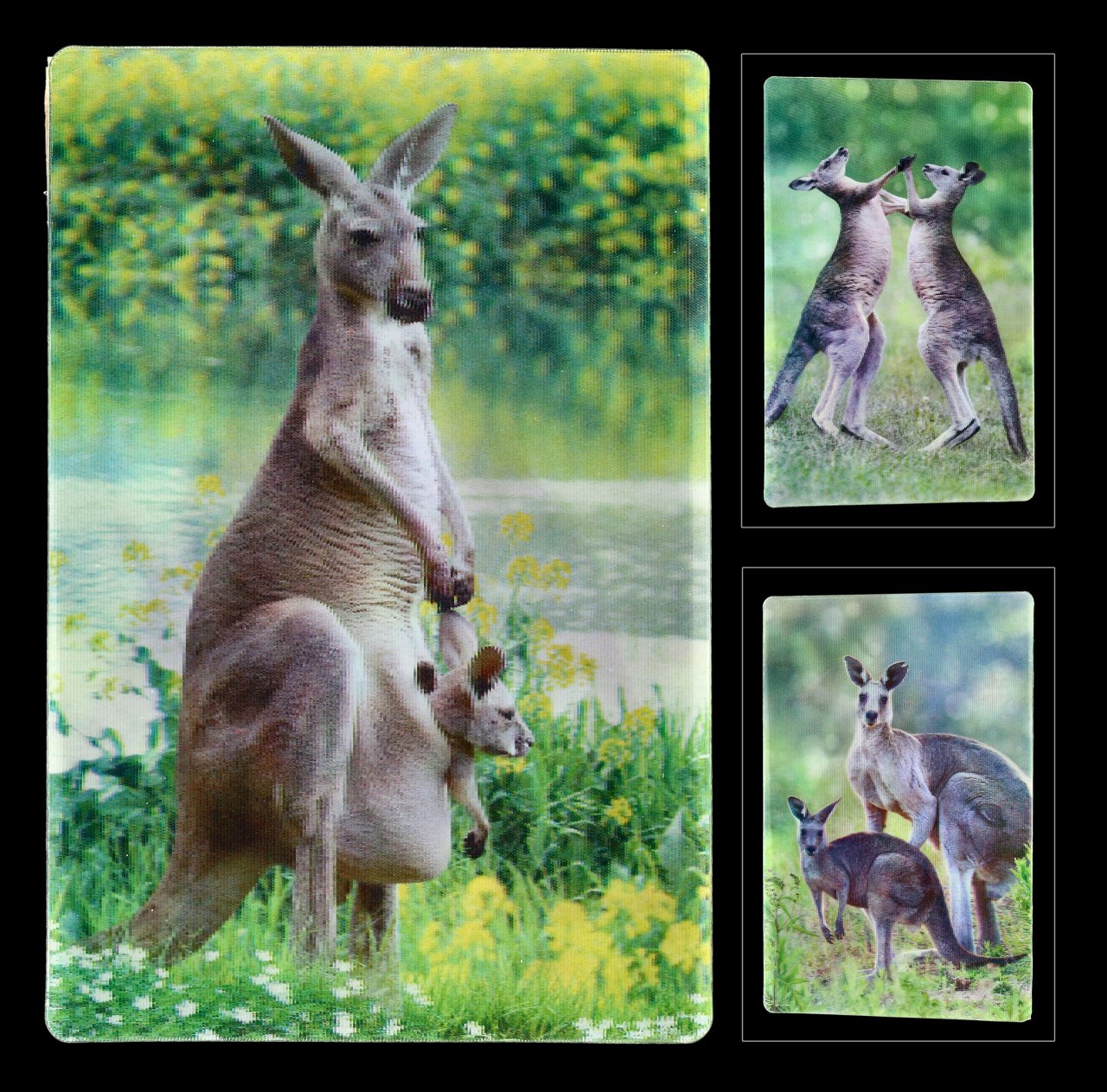 3D Postcard - Kangaroos