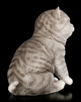 Baby Katzen Figur - Amerikanisch Kurzhaar sitzend