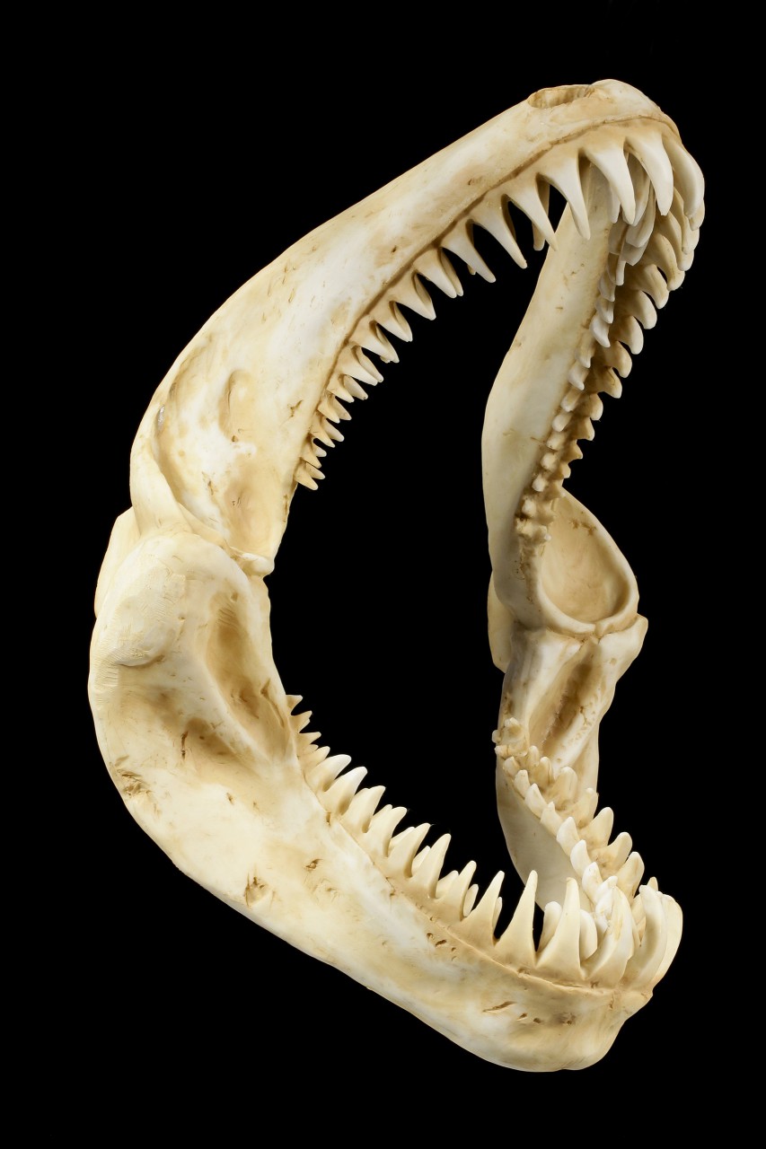 Shark Teeth Wall Ornament