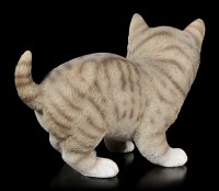 Baby Katzen Figur - Amerikanisch Kurzhaar spielend